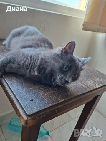 Британска дългокосместа принцеса, снимка 4 - Британска късокосместа - 54340035