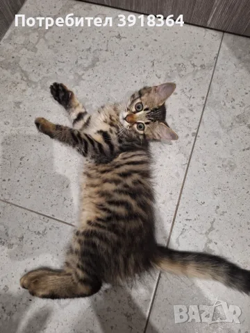Малко пухкаво коте, снимка 4 - Други - 55435306