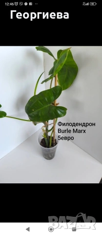 декоративно листни растения , снимка 17 - Стайни растения - 54615459