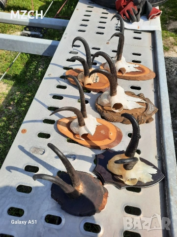 Трофей от дива коза. , снимка 12 - Декорация за дома - 54046259