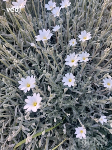 ЯСКОЛКА, ПОЧВОПОКРИВНО ЦВЕТЕ