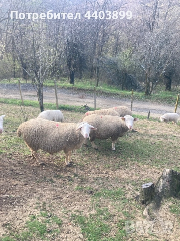 Три ялови овце 