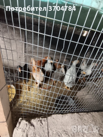Продавам домашни кокошки , снимка 4 - Кокошки и пуйки - 54483759