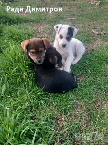 ПОДАРЯВАМ КУЧЕНЦА, снимка 10 - Други - 54158083