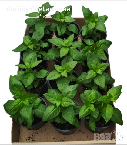 КАСКАДНА ФУКСИЯ ЦАРИЦАТА НА ЦВЕТЯТА , снимка 17 - Градински цветя и растения - 54220317