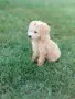 Малтипу -Maltipoo, снимка 5