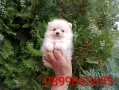 Прекрасен избор на мъжки и женски Бели Померани. Реални снимки!!! Изпращам клипове!!!, снимка 5