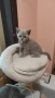 Британски котета, снимка 1