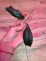 Hoya Хоя Clemensiorum Epc 446, снимка 3