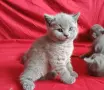Британски сини късокосмести котенца търсят своите нови домове, снимка 1