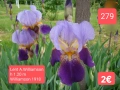 Ириси за продажба 18 броя обява 1, снимка 11