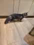 Мейн куун котенца , снимка 2