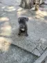Питбулчета блу нос, снимка 4