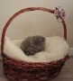 Шотландски клепоухи котета, снимка 12