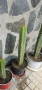 Trichocereus Peruvianus / San Pedro / Кактус, снимка 3