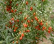 ❤️🌿🧡 ГОДЖИ БЕРИ (Lycium barbarum), снимка 5