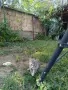 Подарявам котенца , снимка 4