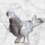 Свободно е , снимка 1