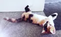 Подарявам малко котенце/ Kleine Katze zu verschenken, снимка 8