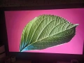 LG G4 77 Oled TV, снимка 1