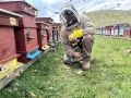 Пчелен мед от природата, снимка 4