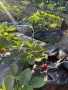 Давам под наем целогодишно земеделска земя с оранжерия и лозе, снимка 2