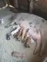 Продават се софия село световрачене, снимка 1