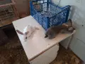 Зайчета Кръстоска , снимка 1