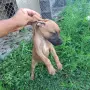 Продават се питбучета!, снимка 2