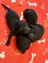 Poodle toy/Пудел Той, снимка 2