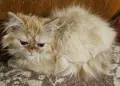 Персийски котенца , снимка 2
