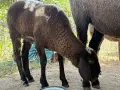 Продавам 5 овце варна, снимка 9