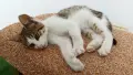 Подарявам малко котенце - момченце, снимка 5