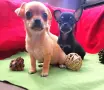 Чихуахуа мъжки и женско , снимка 8