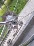 de ROSA, снимка 17