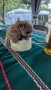  Супер мини плюшени Йорки бивърчета, снимка 7