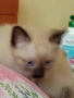 Мъжко сиамско коте , снимка 4