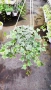 Кошница с Бръшлян Бяло чудо, Hedera helix White Wonder, студоустойчив, снимка 7