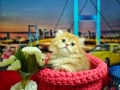 Британски биколори , снимка 6