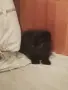 Подарявам черно и шарено котета, снимка 1