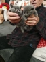 Шотландски и британски котета, снимка 8