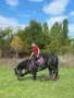 Продавам чистокръвен фризийски кастрат, снимка 4