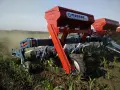 ТЪРГОВСКИ ПРЕДСТАВИТЕЛ НА МАДАРА-АГРО, снимка 4