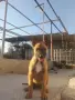 Белгийска овчарка Малинуа , снимка 5
