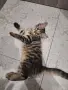 Малко пухкаво коте, снимка 4