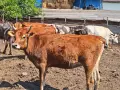 Продавам крави, юници и телета, снимка 10