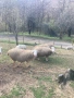 Три ялови овце , снимка 1