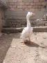 Качулата чешка гъска, снимка 5