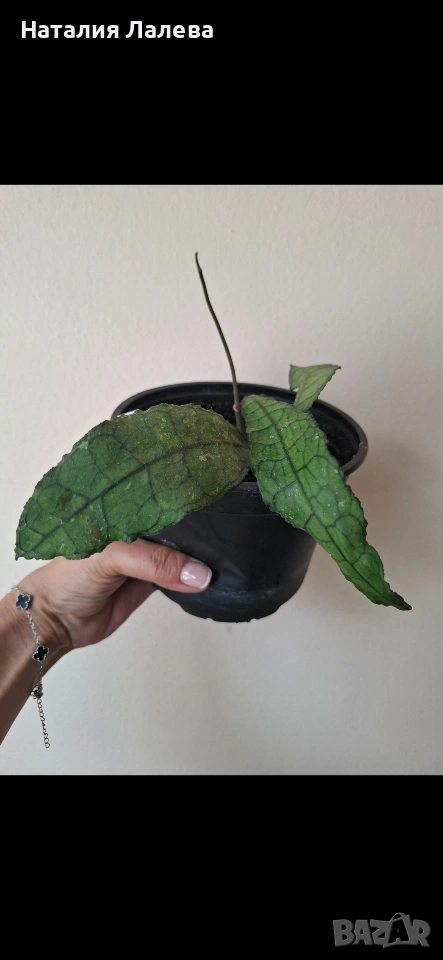 Хоя, hoya Clemensiorum, снимка 1