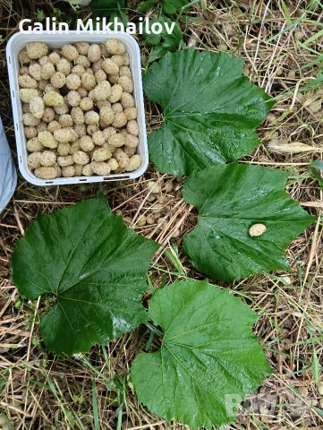 Черници, тиквени семки, лозови листа, липа цвят, снимка 10 - Домашни продукти - 54984587